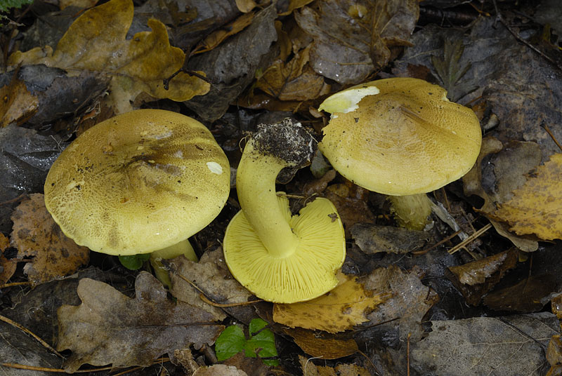 Tricholoma equestre